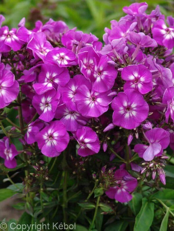 Phlox Purple Kiss