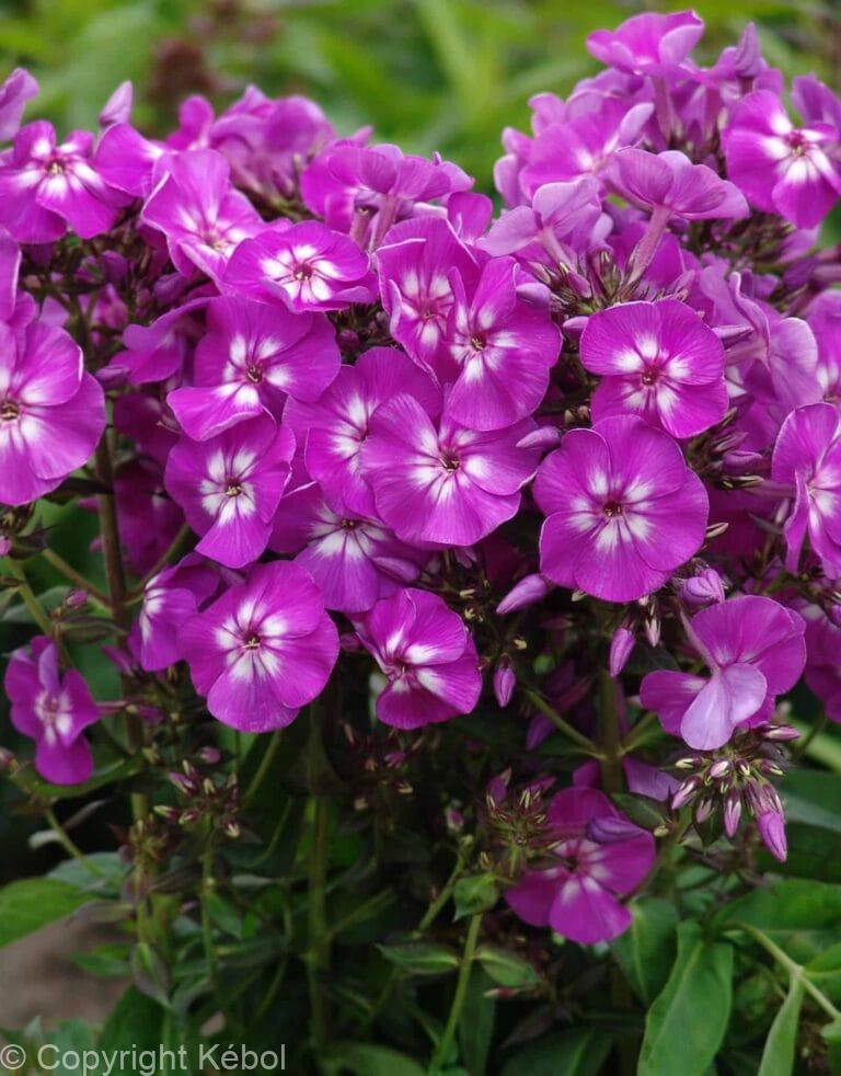 Phlox Purple Kiss