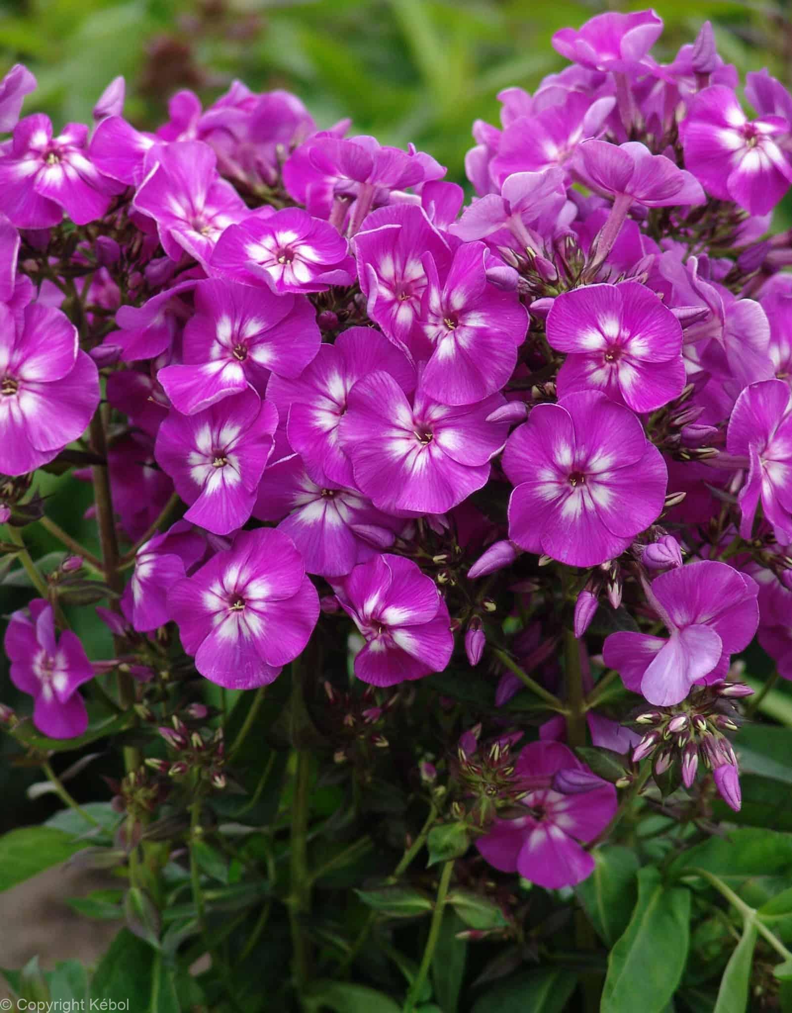 Phlox Purple Kiss