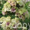 Phlox Sherbet Blend