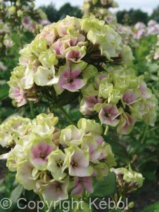 Phlox Sherbet Blend - bag