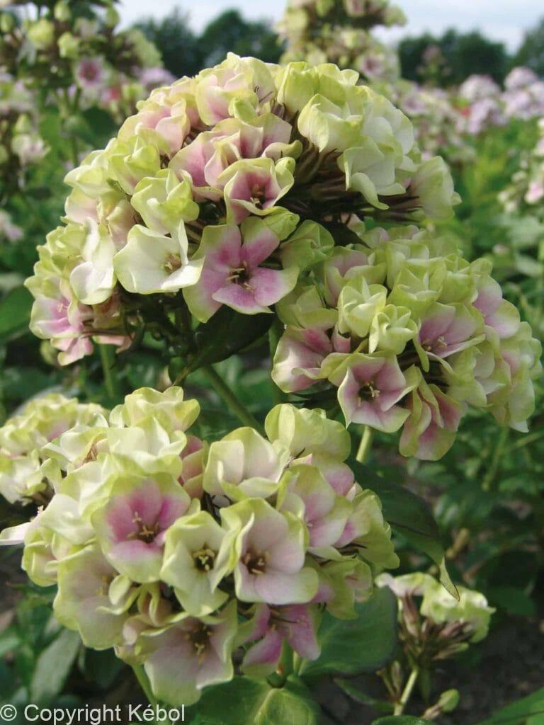 Phlox Sherbet Blend