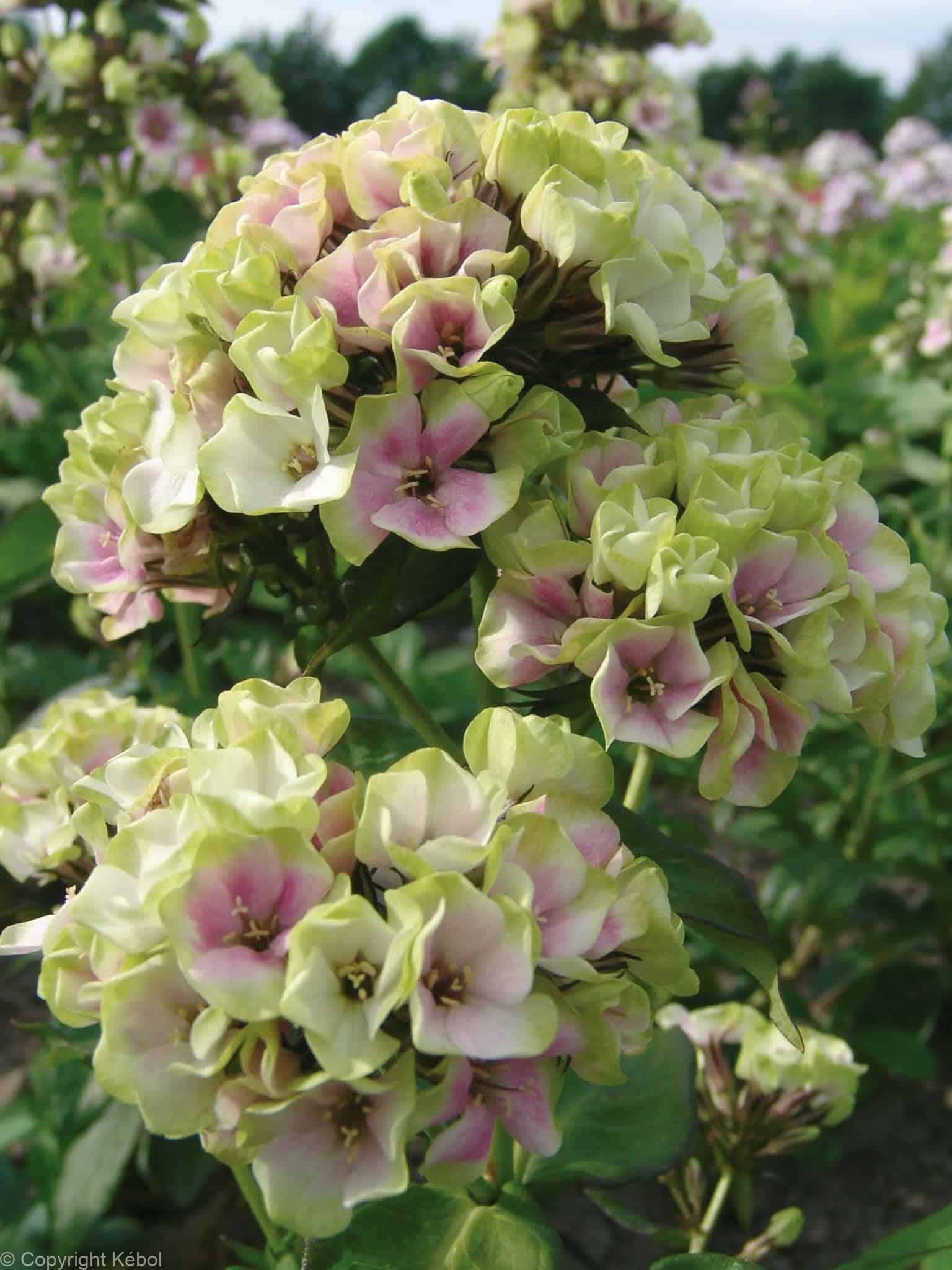 Phlox Sherbet Blend