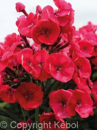 Phlox Younique Red - case