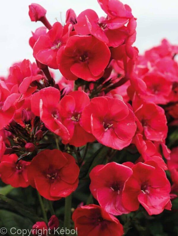 Phlox Younique Red