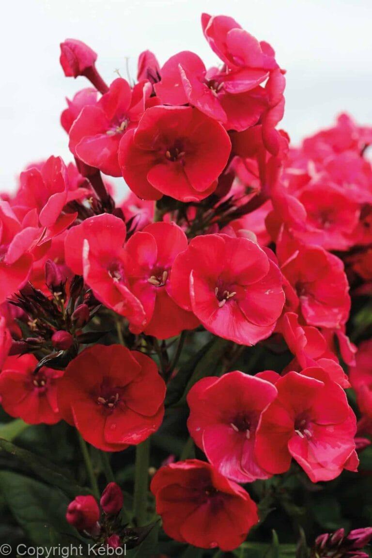 Phlox Younique Red