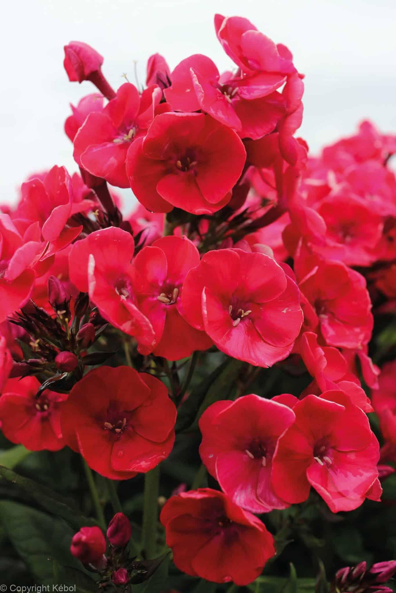 Phlox Younique Red
