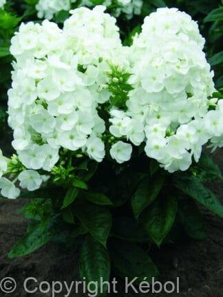 Phlox Younique White - case