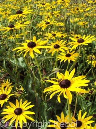 Rudbeckia Pot of Gold - case