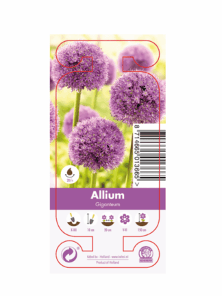 Nature Allium Giganteum