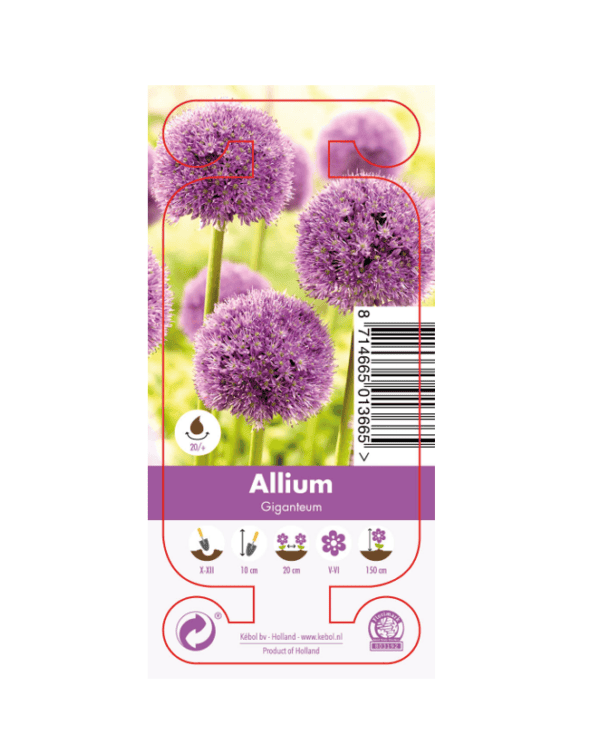 Nature Allium Giganteum
