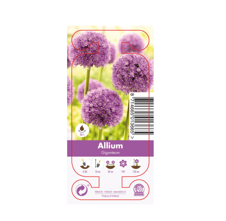 Nature Allium Giganteum