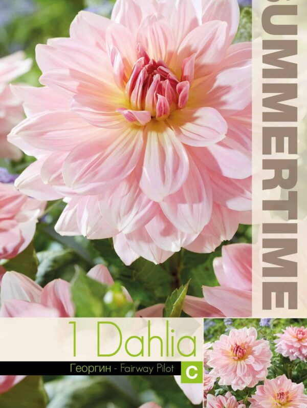 Dahlia Fairway Pilot