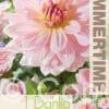 Dahlia Fairway Pilot - RB