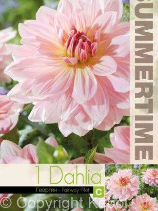 Dahlia Fairway Pilot - RB