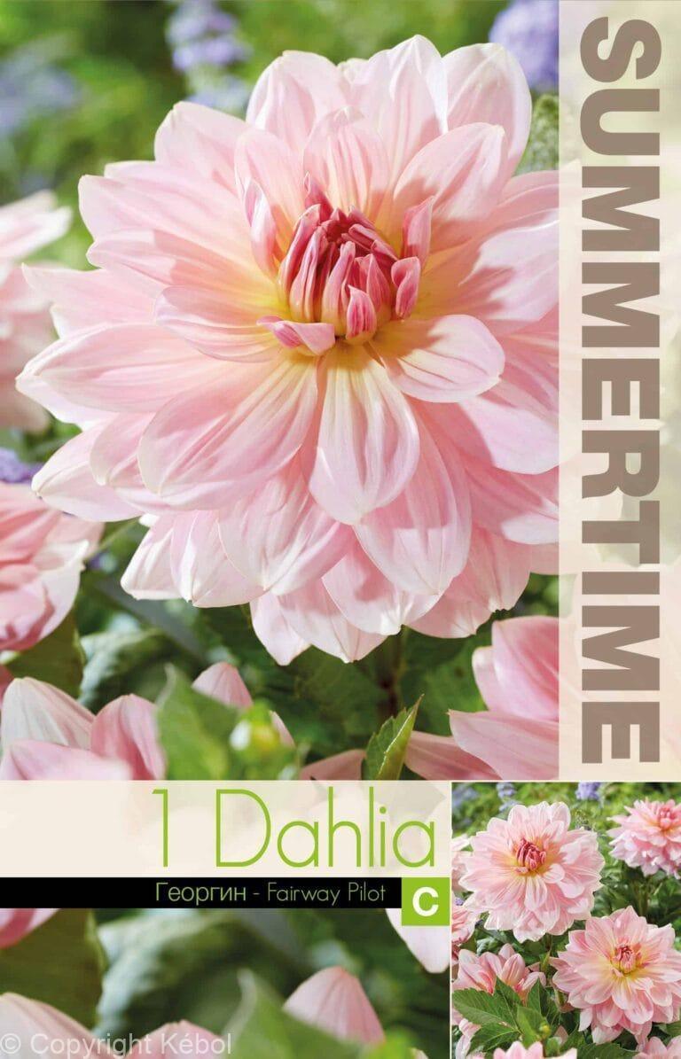 Dahlia Fairway Pilot - RB