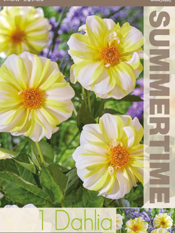 Dahlia Fire and Ice Lemon - RB