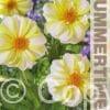 Dahlia Fire and Ice Lemon - RB