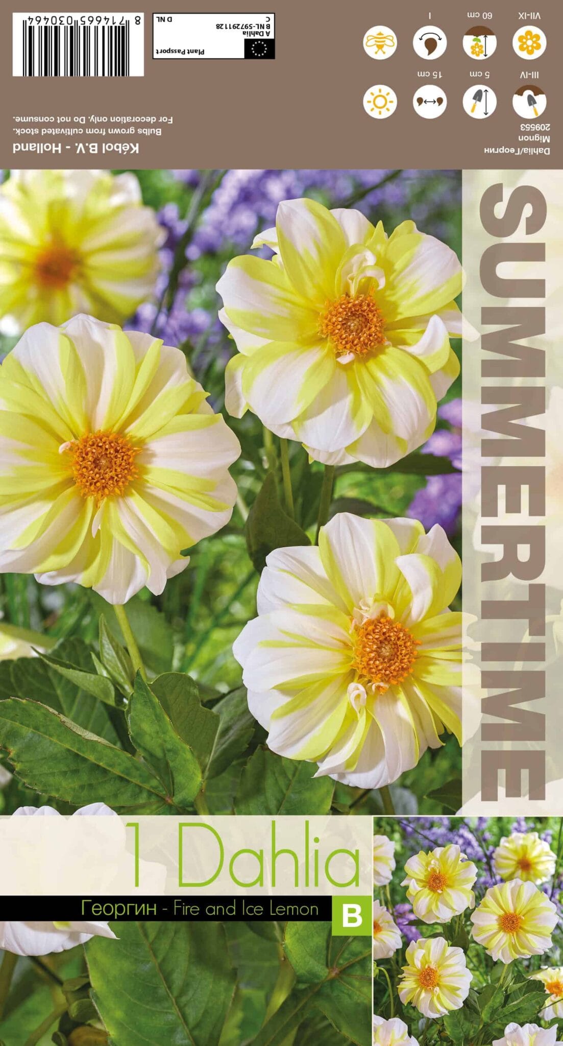 Dahlia Fire and Ice Lemon - RB