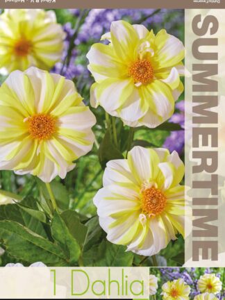 Dahlia Fire and Ice Lemon