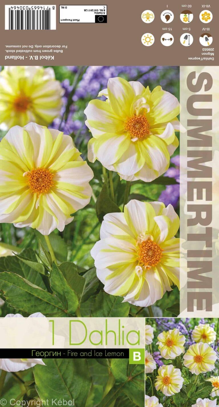 Dahlia Fire and Ice Lemon - RB