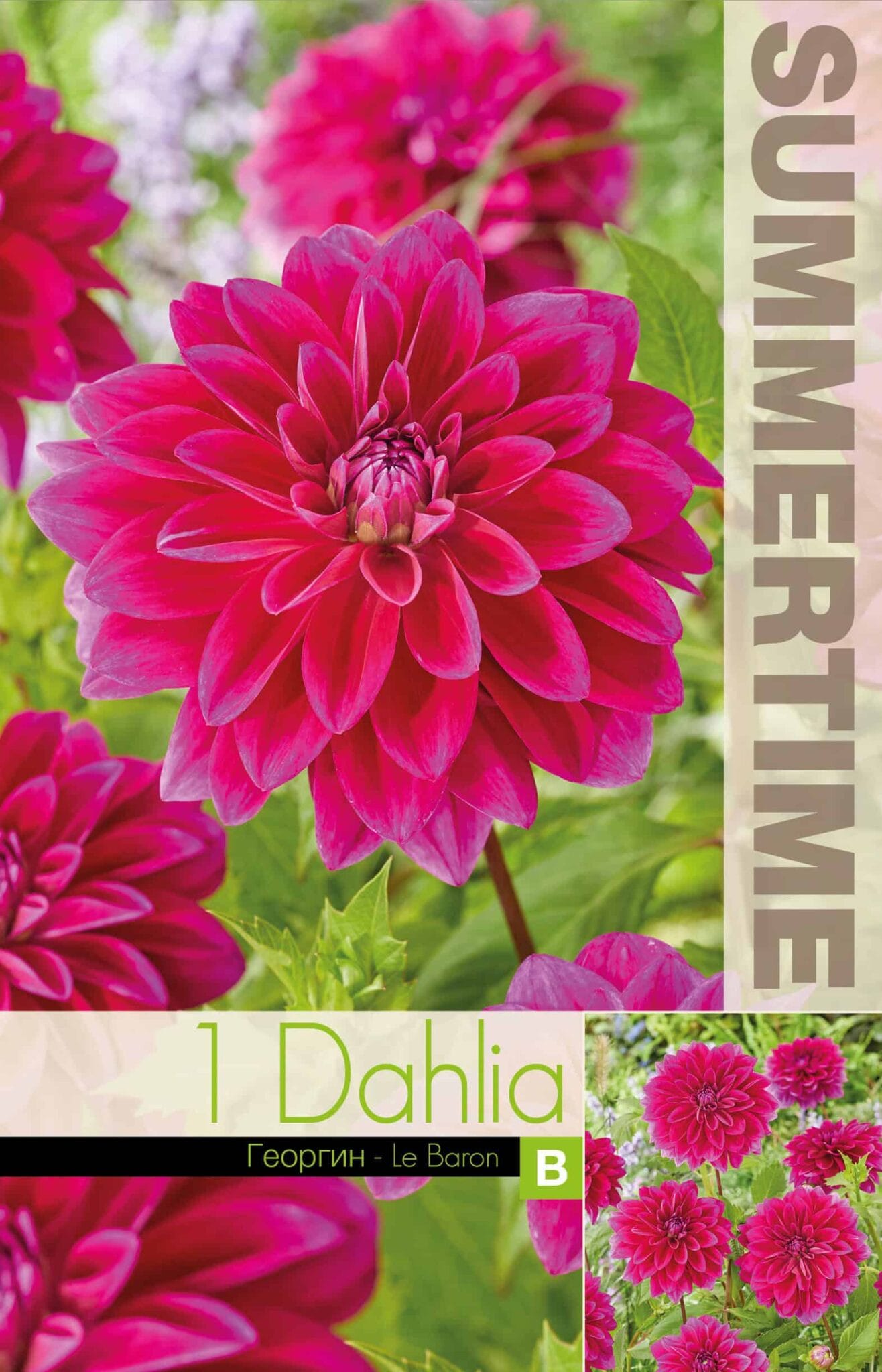 Dahlia Le Baron - RB