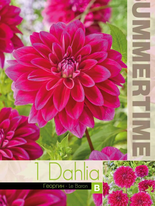 Dahlia Le Baron