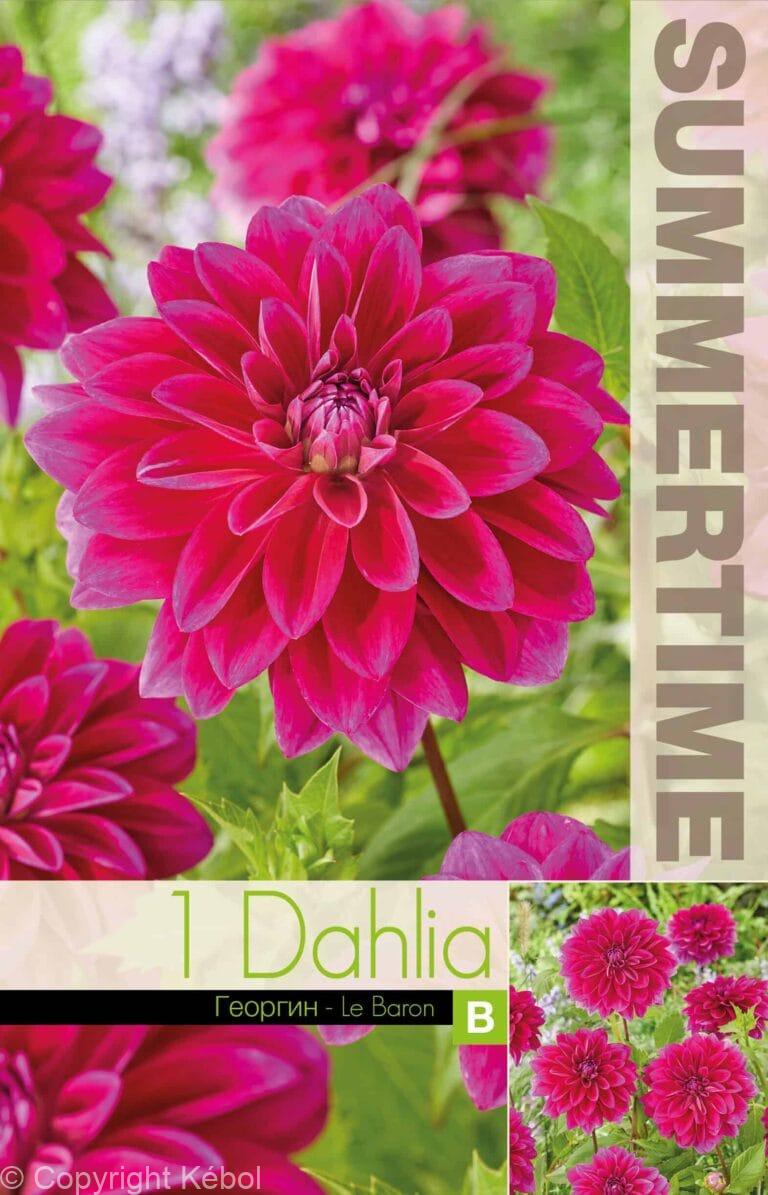 Dahlia Le Baron - RB