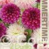 Dahlia Purple/White Mixed