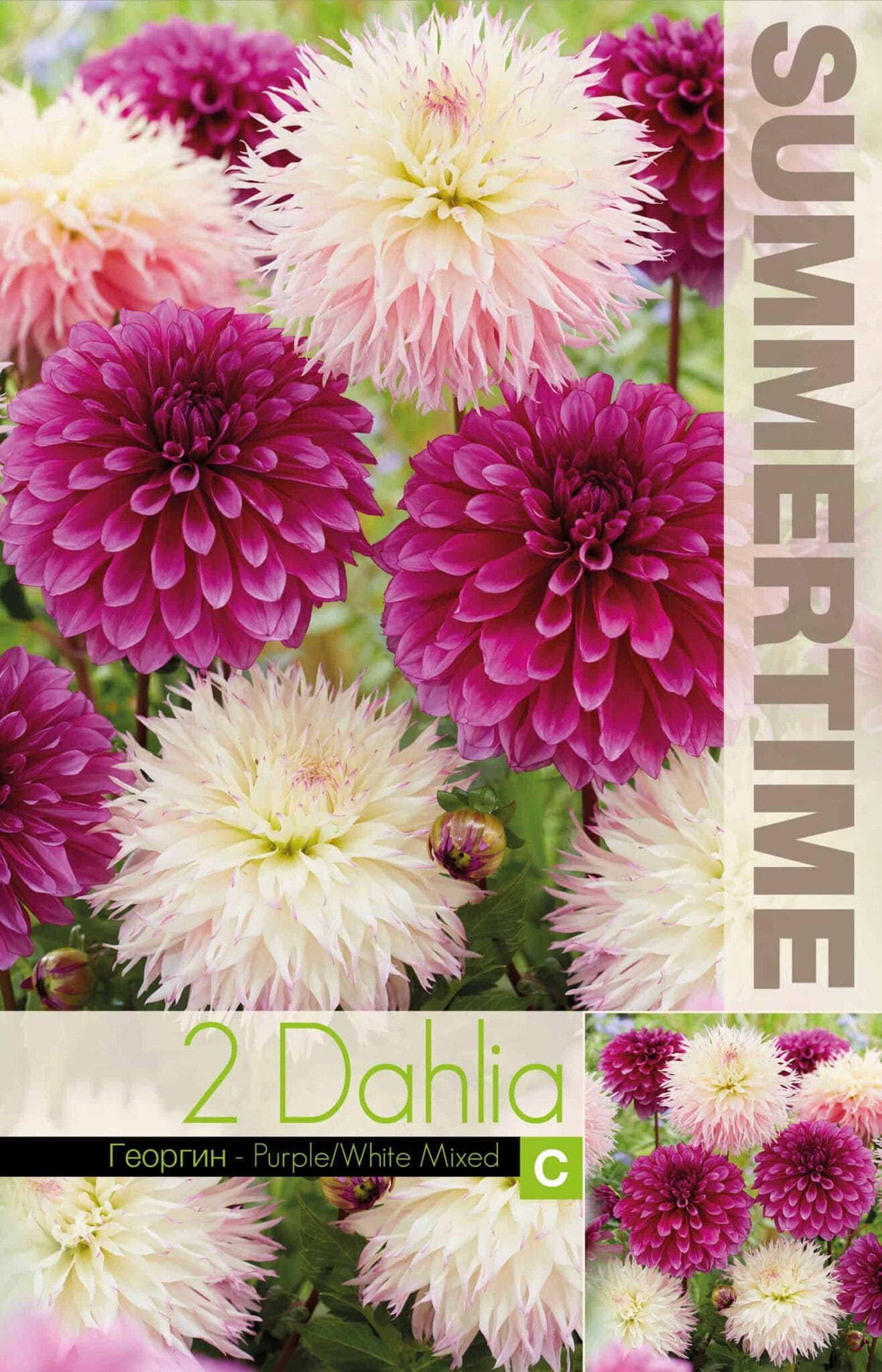 Dahlia Purple/White Mixed