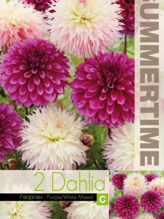 Dahlia Purple/White Mixed