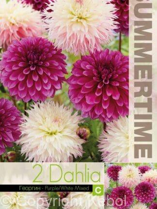 Dahlia Purple/White Mixed