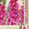 Gladiolus Lumierre - RB