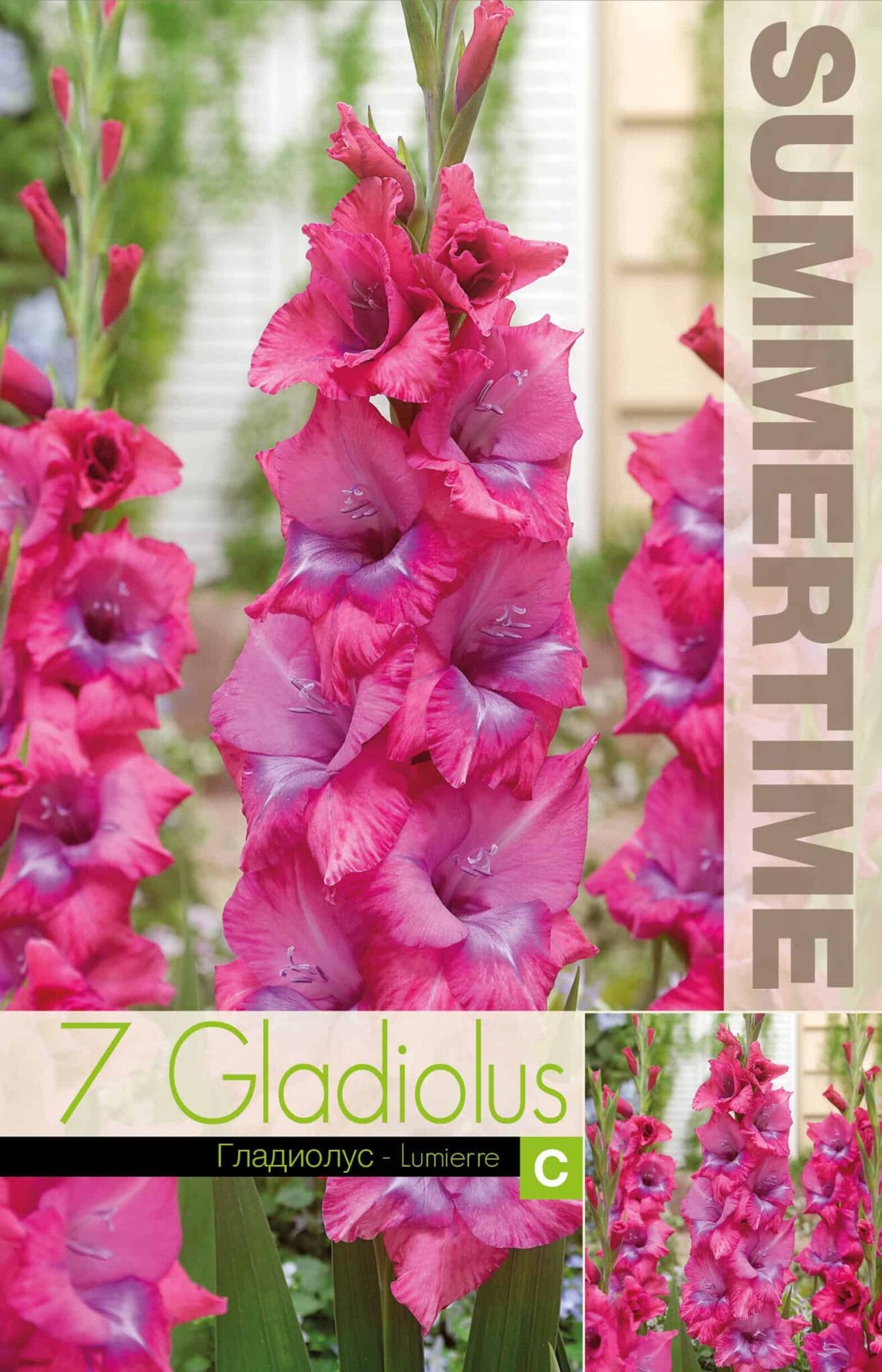 Gladiolus Lumierre - RB