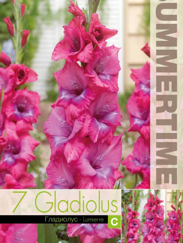 Gladiolus Lumierre - RB