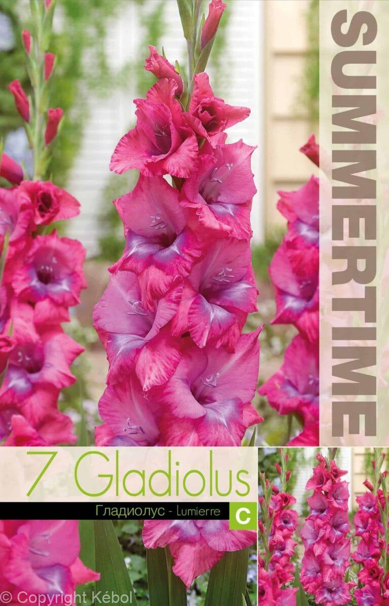 Gladiolus Lumierre - RB