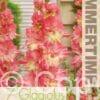 Gladiolus Mango Muse - RB