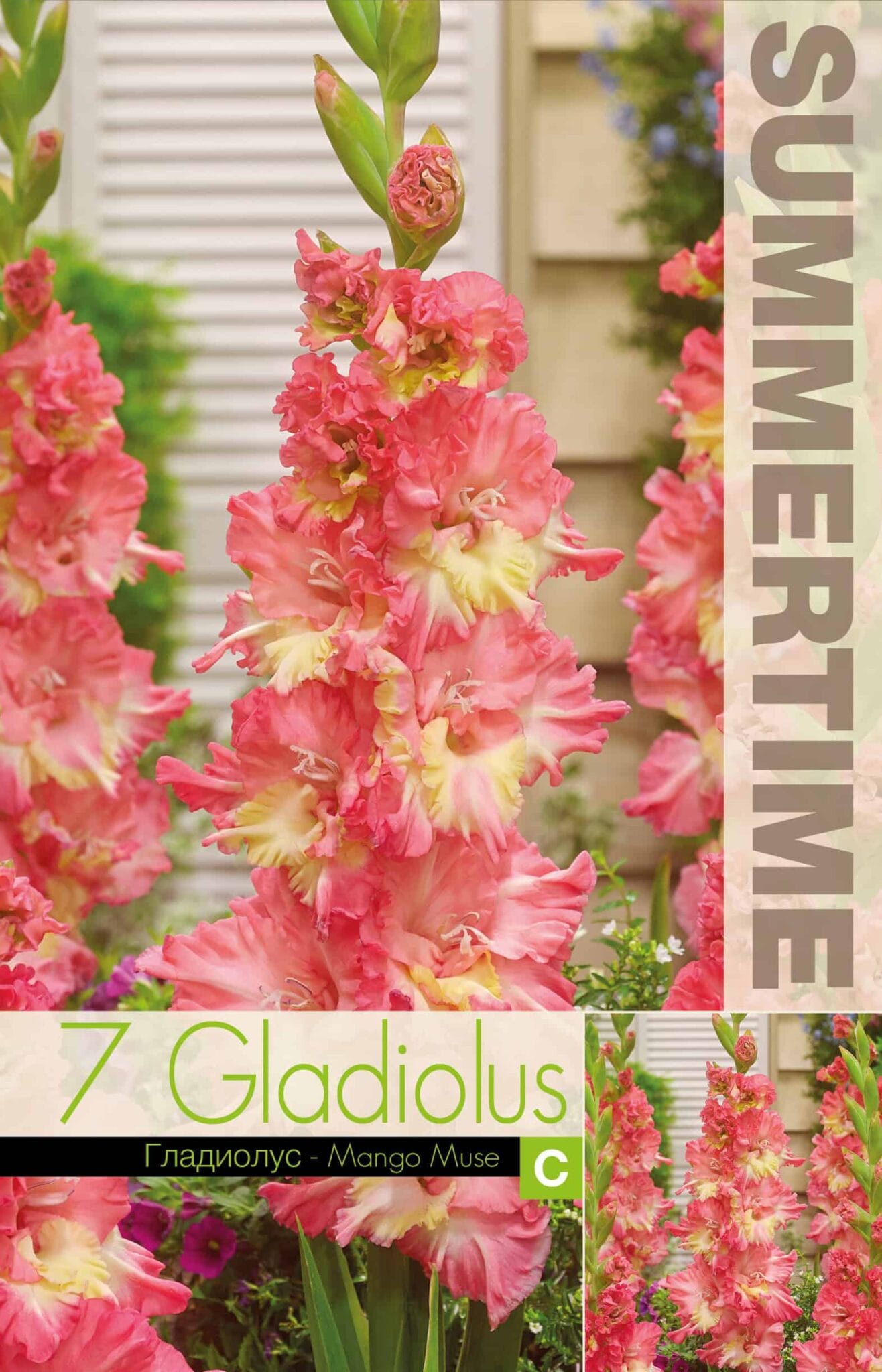Gladiolus Mango Muse - RB