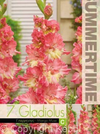 Gladiolus Mango Muse