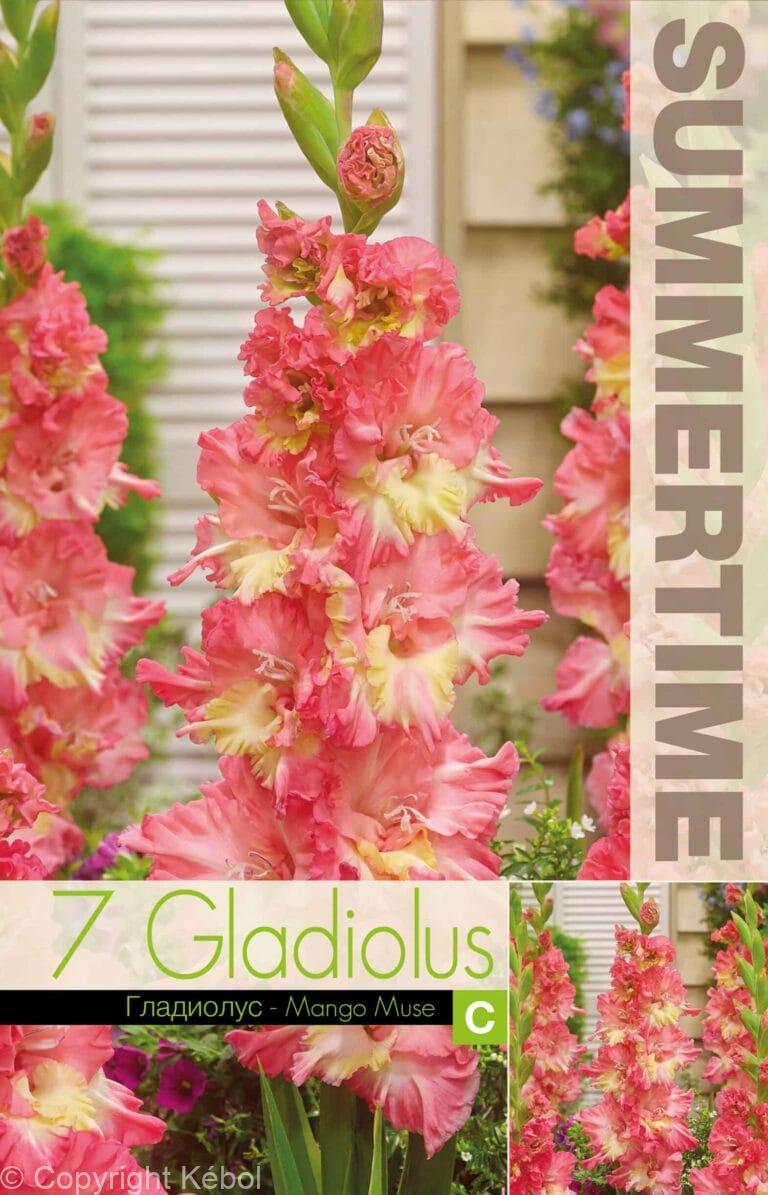 Gladiolus Mango Muse - RB