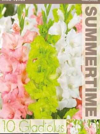 Gladiolus Salmon/Green/White Mixed