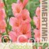Gladiolus Sugar Babe - RB