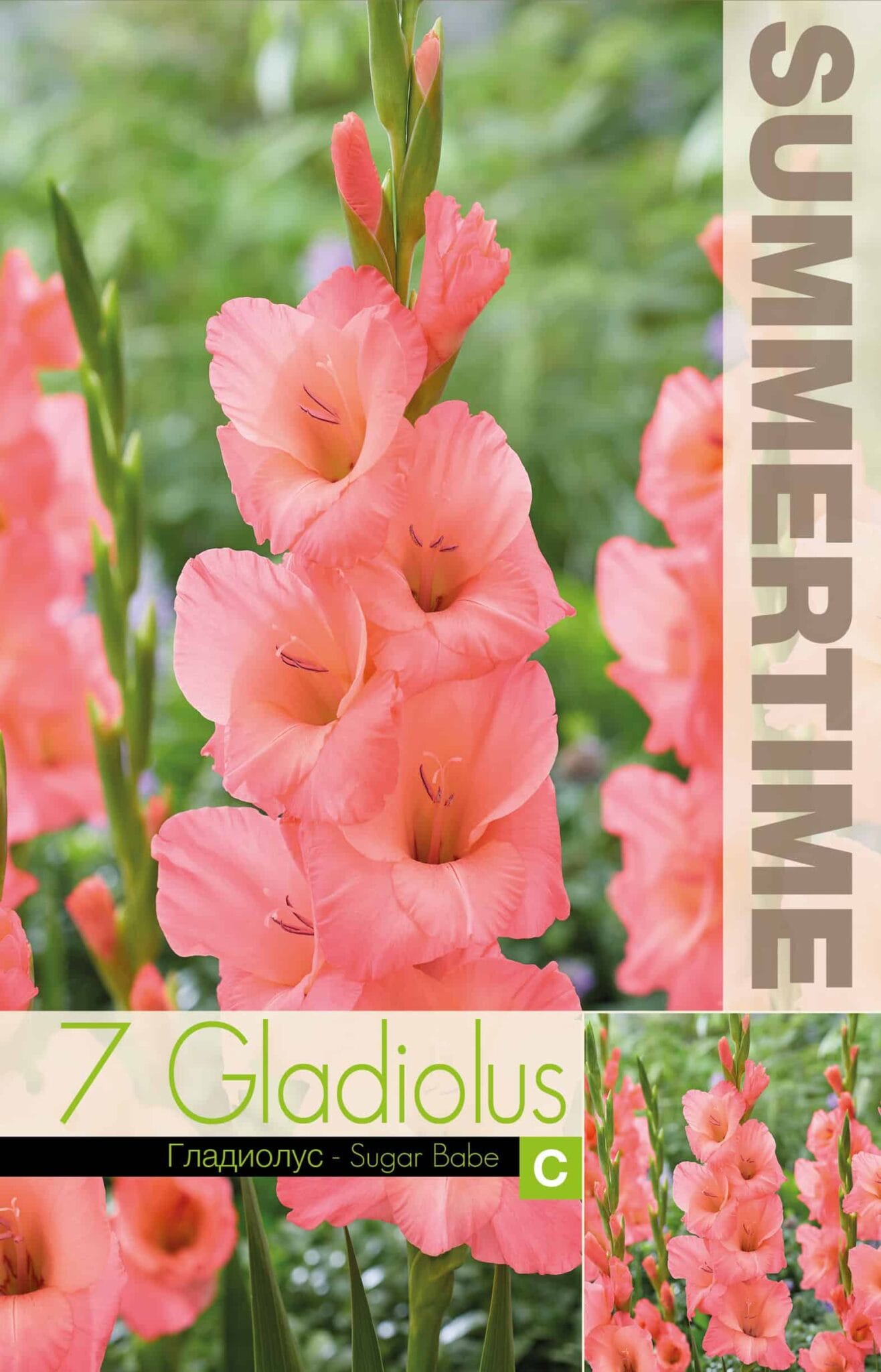 Gladiolus Sugar Babe - RB