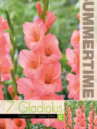 Gladiolus Sugar Babe