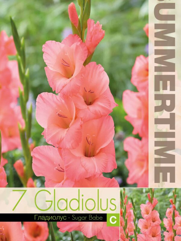 Gladiolus Sugar Babe