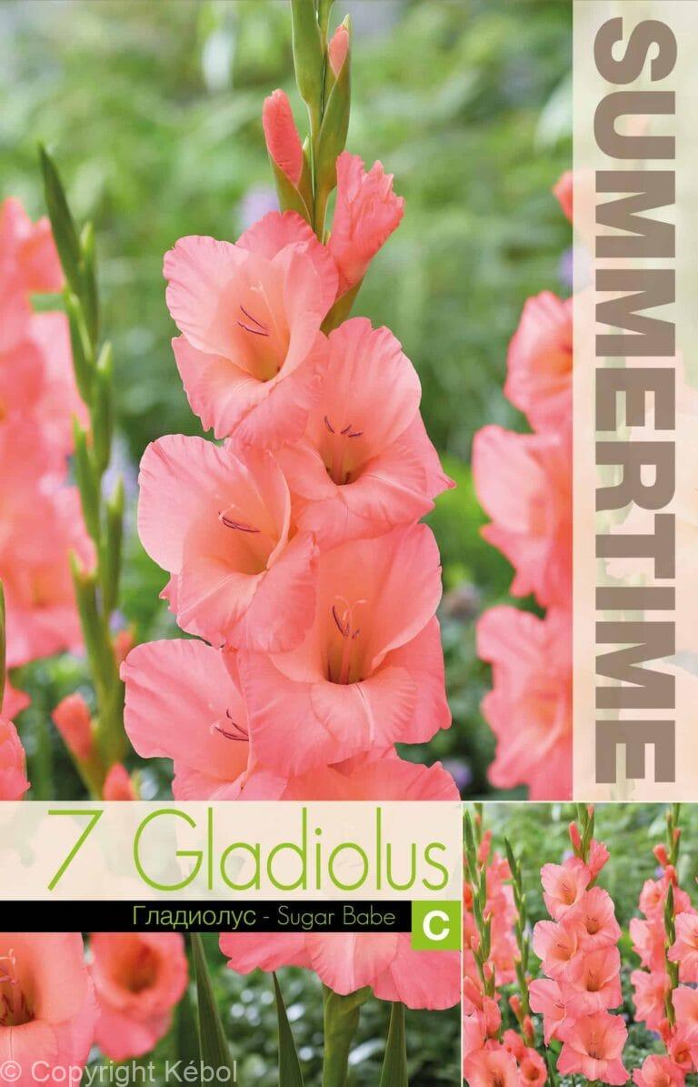 Gladiolus Sugar Babe - RB