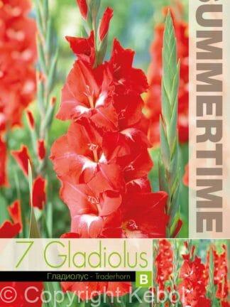 Gladiolus Traderhorn