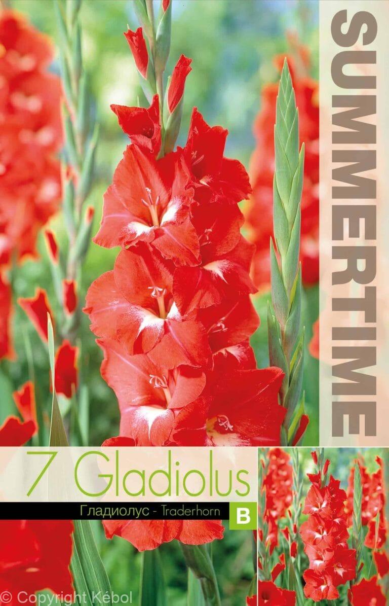 Gladiolus Traderhorn - RB