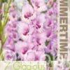 Gladiolus Zamora - RB