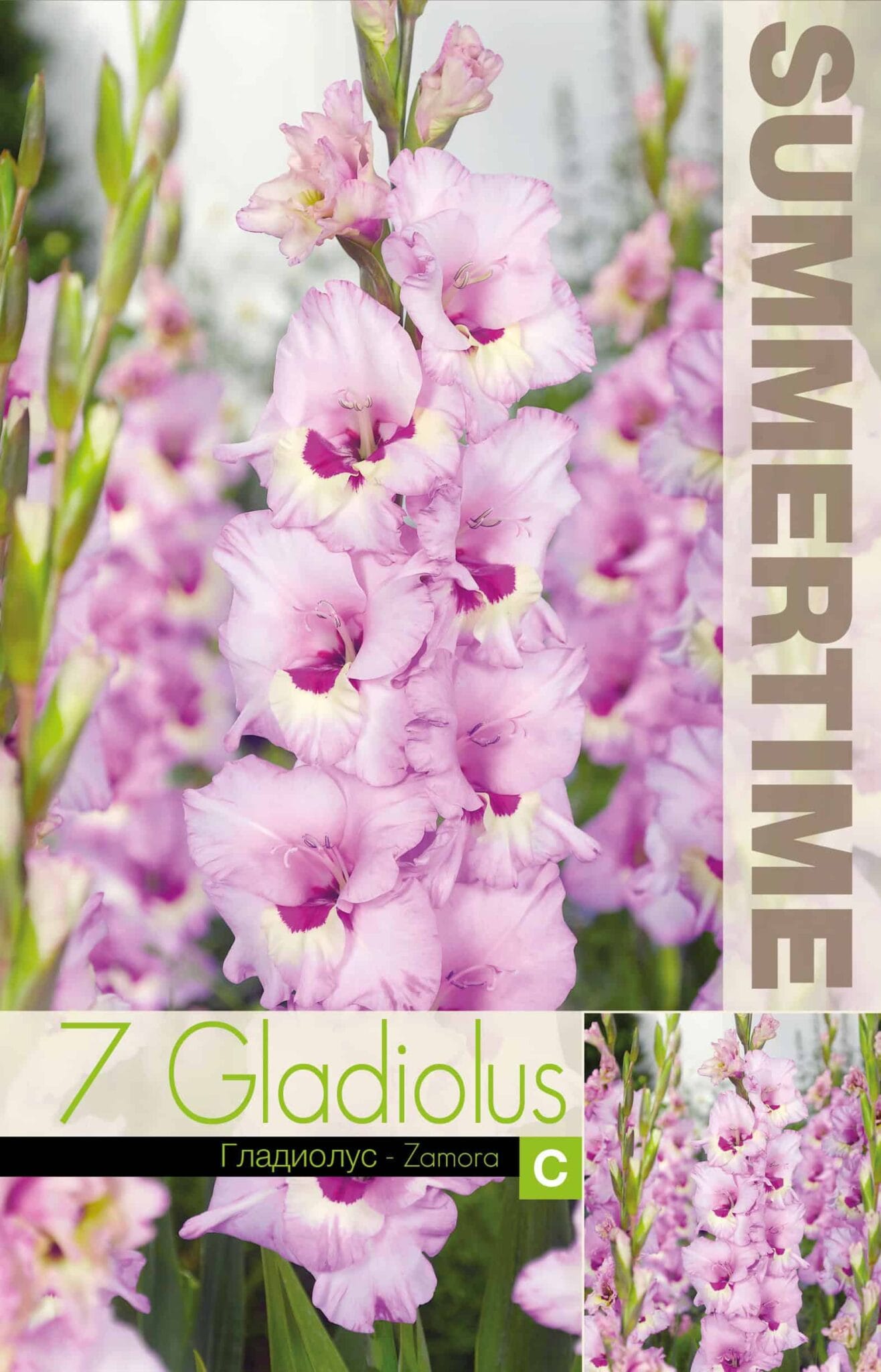 Gladiolus Zamora - RB